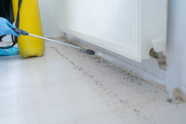 Best Rat Extermination Near Me  in Bristol, FL