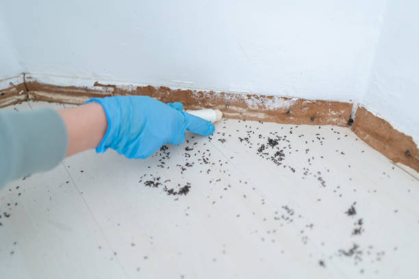Professional Pest Control in Bristol, FL